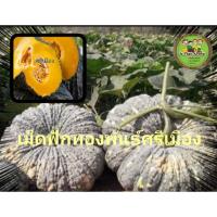 ราคา เมล็ดฟักทองศรีเมือง เมล็ดพันธุ์ฟักทองพื้นบ้าน เมล็ดพันธุ์ฟักทองศรีเมือง ชุดล่ะ 50เม็ด (19144716010)