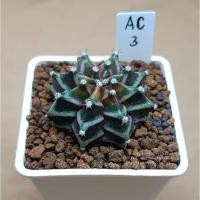 ราคา No. AC3 # Gymnocalycium Mihanovichii Variegata CV. #ยิมโน #ยิมโนด่าง #กระบองเพชร #แคคตัส #ต้นไม้ (5267099838)