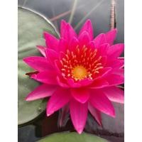 ราคา บัวฝรั่งพระแพง สีชมพูเข้ม (18214089338)