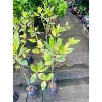 ราคา กันเกราดอกหอม กันเกราด่างไม้มงคลดอกหอม (20691519925)