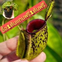 ราคา ต้นหม้อข้าวหม้อแกงลิง ต้นไม้กินแมลงพันธุ์ใหญ่ (44228692251)