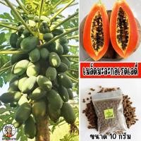 ราคา เมล็ดมะละกอเรดเลดี้ ขนาด 10 กรัม (29465599105)