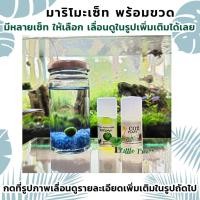ราคา มาริโมะ สาหร่ายจิ๋ว Marimo พร้อมขวดโหลเล็ก มีของพร้อมส่ง #UU (22256298977)