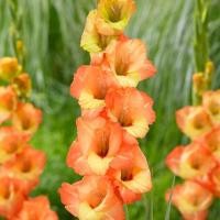 ราคา 10 หัว แกลดิโอลัส Gladiolus Gladioli ดอกซ่อนกลิ่นฝรั่ง ดอกคำมั่นสัญญา สายพันธุ์ Gladioli Saga (25854411591)