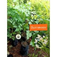 ราคา ต้นปีบ ปีบกาสะลอง ไม้ไทยดอกหอม (42658587407)