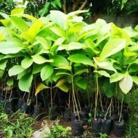 ราคา ต้นสักทอง​ สูง​ 40-60​ ซม.​แพ็คละ​ 10​ ต้น​ 390.ส้นสวยแข็งแรง​ ไม้เศรษฐกิจ​ ปลูกไว้เป็นมรดก​ ปลูกง่ายทนแล้งดี (6436775257)