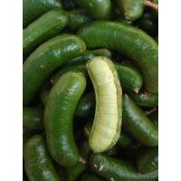 ราคา ลูกเนียงนกใต้1กิโลกรัม (18977035505)