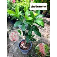 ราคา ต้นจิกแคระ จิกแคระ (41958447863)