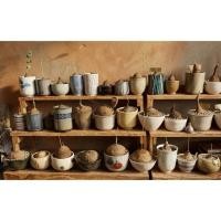 ราคา บัวบกโขด Stephania erecta Craib #ไม้โขด #ไม้โขดหายาก #ต้นไม้มินิมอล #ของขวัญ #ของขวัญรับปริญญา (18721190256)