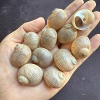 ราคา เปลือกหอยทะเลหายากและสวยงาม JIN SI YU SNAIL สำหรับสะสมส่วนตัวและตกแต่งตู้ปลา 1-3cm (23952558864)