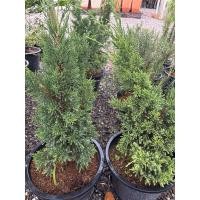 ราคา สนมังกร กระถาง 12นิ้ว เลี้ยงง่ายทนแดนอดทนฝน (29336798622)