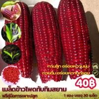 ราคา เมล็ดพันธุ์ข้าวโพดทานดิบทับทิมสยาม ชุด30 เมล็ด (19762872703)
