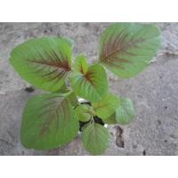 ราคา ต้นกล้า โขมใบกระ ผักโขมใบกระ กล้าละ 10 บาท ซื้อ 10แถม 2 ผักโขมมีวิตามินเอสูง ผักขม ผักโหม ผักหม (29579831806)