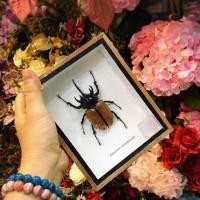 ราคา ด้วงจริง ๆ ตัวใหญ่บึ้ม กล่องแมลงสต๊าฟ ด้วง 5 เขา (กว่างซางเหนือ) ตัวอ้วน ๆ สวย ๆ ของแท้ สีสันธรรมชาติ ++ (2664587863)