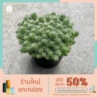 ราคา กระบองเพชรสายพันธุ์ แมมมิลลาเรีย เข็มทอง (11171982472)
