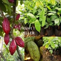 ราคา ต้นโกโก้ชุมพร​ 1 ขนาด​ 50​ ซม. (11037674122)