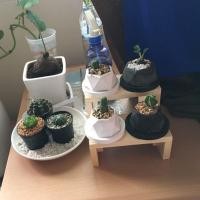 ราคา AS04-2*15 แบบมินิมอล ชั้นบันได 2ชั้น วางต้นกระบองเพชร วางแคดตัส วางกระถางต้นไม้ นิยม ขนาดกxยxส 16X15X10Cm. (3293869629)