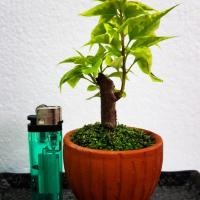 ราคา เฟื้องฟ้า (1449338942)