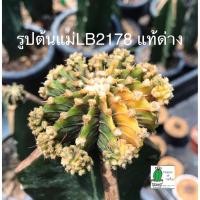 ราคา LB2178 แอลบี 2178 แท้ด่าง Gymnocalycium friedrichii LB 2178 Agua dulce LB2178 (25) (9761377657)