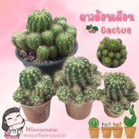 ราคา ดาวล้อมเดือน เลือกต้นได้ค่ะ Echinopsis Calochlora แคคตัส กระบองเพชร cactus&succulent (46552030743)