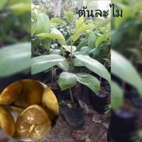 ราคา ต้นละไม เสียบยอด ขนาดสูง 50-70 cm. (1ต้น/แพ็ค) (6235154532)