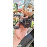 ราคา รอกตกปลา ทรงหยดน้ำ Shimano ScorpionDC 100HG (23441193385)