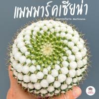 ราคา แมมมาร์คเซียน่า Mammillaria Marksiana แคคตัส กระบองเพชร cactus&succulent (23165752581)