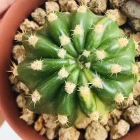 ราคา Echinopsis Variegata อิชินอปด่าง 3cm+(cactus/แคคตัส/กระบองเพชร/ตะบองเพชร/สวน/ต้นไม้/DIY) (2074439139)