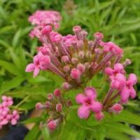 ราคา เข็มชมพูนุช (2560213462)