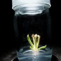 ราคา ต้นไม้กินแมลง​​ Heliamphora​ minor​ พันธุ์หายาก พืช​กิน​แมลง​ ของขวัญ​ (2696496618)