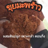 ราคา ขุยมะพร้าวละเอียด 1kg (55706538654)