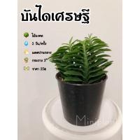 ราคา บันไดเศรษฐี ต้นไม้มงคล (8414553400)