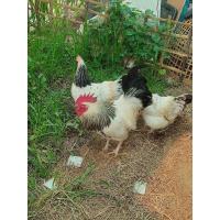 ราคา ไข่เชื้อไก่ไข่สายพันธุ์ไลท์ชัชเชค 1 ชุด6ฟอง(สำหรับฟัก) (19069899200)