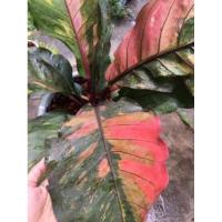 ราคา ผลเบอร์รี่แดง โชคเก้าชั้นด่างสวย ลายจัดๆ สีสวย #โชคเก้าชั้น (22853609353)