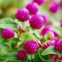 ราคา บานไม่รู้โรยสีแดง Red Globe Amaranth Seeds เมล็ดพันธุ์ดอกบานไม่รู้โรยสีแดง บรรจุ 20เมล็ดง่าย ๆ (52401460997)
