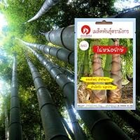 ราคา เมล็ดพันธุ์ไผ่หน่อยักษ์ - Giant bamboo (เมล็ดพันธุ์นำเข้ามาจากต่างประเทศ) (6138706290)