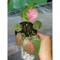 ราคา บอนสีนารีบูรพา​(ป้ายชมพู)​ (17777642412)