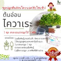 ราคา ชุดปลูกต้นอ่อนไควาเระ หัวไชเท้า ชุดเพาะไมโครกรีน ชุดทดลองปลูกต้นอ่อน ปลูกง่าย ทานได้ ภายใน 7 วัน อุปกรณ์พร้อมปลูก (18761515109)