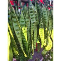 ราคา สะตอใต้ สะตอแก่10ฝัก110บาท (41961846225)