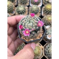 ราคา แมมขนนกเหลือง (Mammillaria schiedeana) แมมขนนก แมมขนนกไม้เมล็ด ลุ้นสีดอก แคคตัสราคาถูก (10320889122)