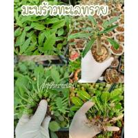 ราคา มะพร้าวทะเลทราย ต้นมะพร้าวทะเลทรายใบยาว (12940245695)