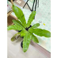 ราคา เฟิร์นข้าหลวงต้นใหญ่ (11499842476)