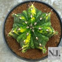 ราคา ยิมโนด่าง Gymnocalycium (ไม้ชำหน่อ) พูแทรกทุกพู รูปแรกต้นแม่ (15280512256)