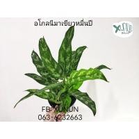 ราคา เขียวหมื่นปี ไม้ฟอกอากาศ (แถมปุ๋ยฟรี!!) (8063754477)