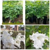 ราคา (3ต้น) ดอก ต้น ต้นแคนา แคนา แคป่า แค ต้นแค ต้นเพาะจากเมล็ด (8567312550)