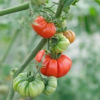 ราคา 20 เมล็ด มะเขือเทศ มะเขือส้ม Tomato Seeds สายพันธุ์ Italian Tomato Costoluto Fiorentino (42072565984)