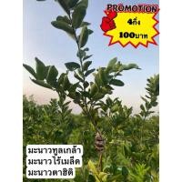 ราคา กิ่งตอนมะนาวไร้เมล็ด/มะนาวทูลเกล้า/มะนาวตาฮิติ (40700452110)