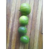 ราคา เกษตรกรมาเอง​ มะนาว​ มะนาวปลอดสาร​ 1กิโล คละไซส์​ ลูกใหญ่ๆจ้า (14254064037)