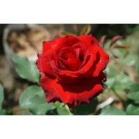 ราคา กุหลาบแดงไร้หนามดอกใหญ่สวยมาก (5648376108)