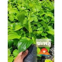 ราคา ขายดี เมล็ด 2022ชะพลู ผักและผลไม้ ต้นไม้ ไม้ผล ต้นพันธ์ เมล็ดพันธ์ พันธุ์ไม้ ไม้มงคล ไม้ฟอกอากาศ เมล็ดอวบอ้วน สวนเขาหมาก (20242882356)